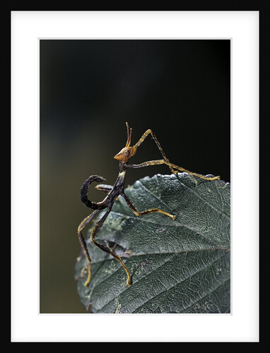 Extatosoma tiaratum (giant prickly stick insect) - very young larva by Anonymous