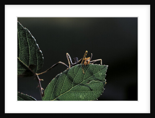 Extatosoma tiaratum (giant prickly stick insect) - very young larva by Anonymous