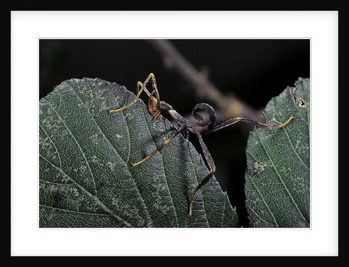 Extatosoma tiaratum (giant prickly stick insect) - very young larva by Anonymous