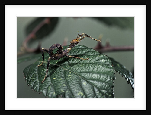 Extatosoma tiaratum (giant prickly stick insect) - very young larva by Anonymous