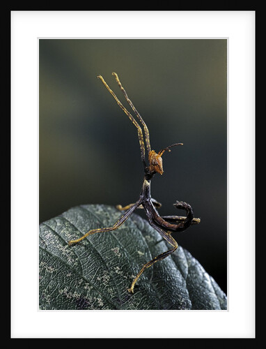 Extatosoma tiaratum (giant prickly stick insect) - very young larva by Anonymous