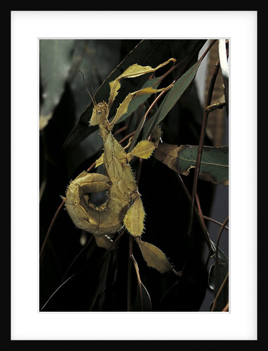 Extatosoma tiaratum (giant prickly stick insect) by Anonymous