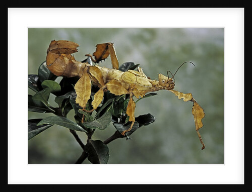 Extatosoma tiaratum (giant prickly stick insect) by Anonymous