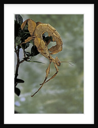 Extatosoma tiaratum (giant prickly stick insect) by Anonymous