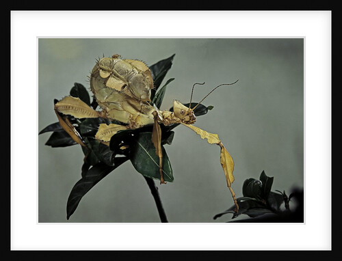 Extatosoma tiaratum (giant prickly stick insect) by Anonymous