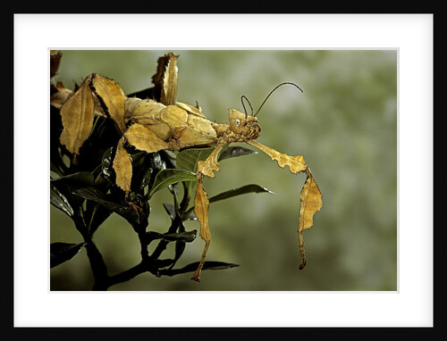 Extatosoma tiaratum (giant prickly stick insect) by Anonymous