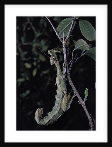 Extatosoma tiaratum (giant prickly stick insect) by Anonymous