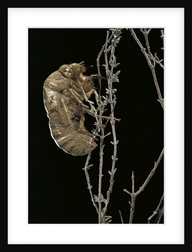 Cicada exuvia by Anonymous