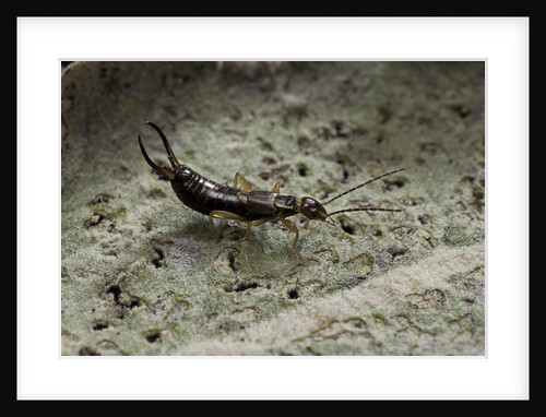 Forficula auricularia (european earwig) by Anonymous