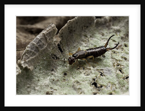 Forficula auricularia (european earwig) by Anonymous