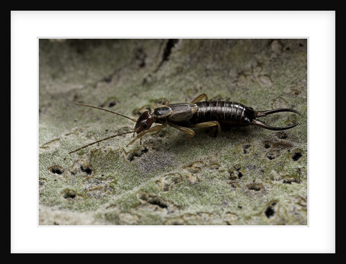 Forficula auricularia (european earwig) by Anonymous