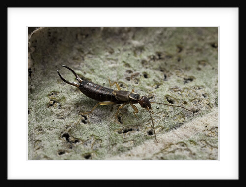 Forficula auricularia (european earwig) by Anonymous