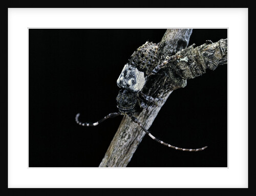Pogonocherus hispidulus (flat-faced longhorns beetle) by Anonymous