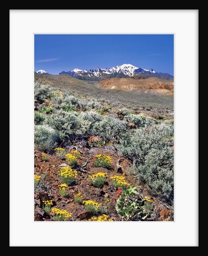 Alvord Desert by Anonymous