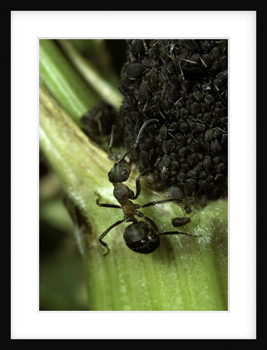 Formica rufa (red wood ant) - with aphids by Anonymous