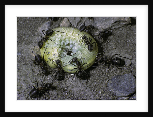 Formica rufa (red wood ant) - attacking a larva by Anonymous