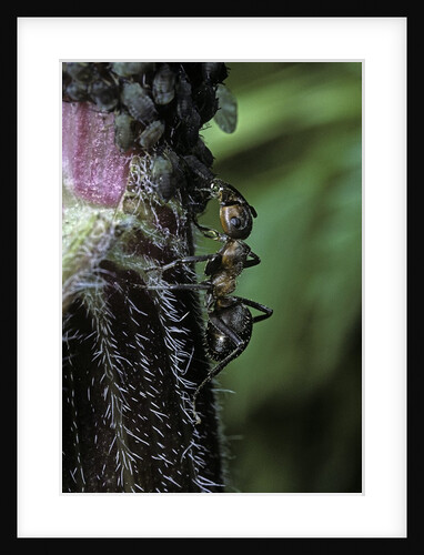 Formica rufa (red wood ant) - with aphids by Anonymous