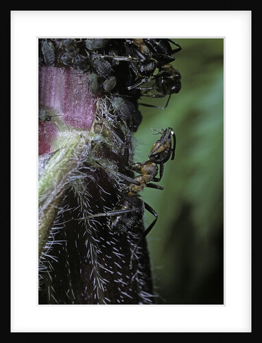 Formica rufa (red wood ant) - with aphids by Anonymous