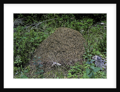 Formica rufa (red wood ant) - dome-shaped nest by Anonymous