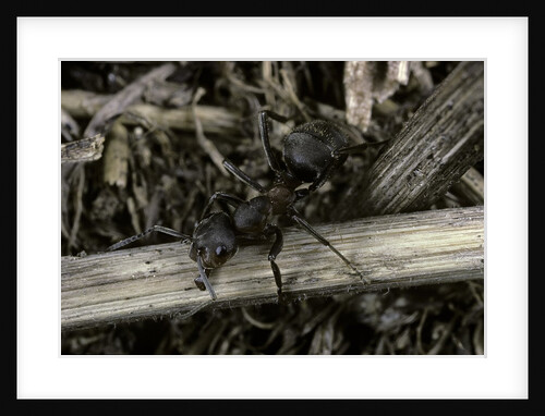 Formica rufa (red wood ant) by Anonymous