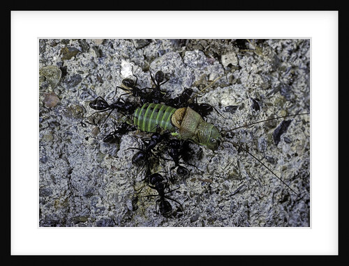 Ants attacking a bushcricket by Anonymous