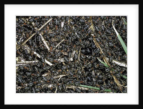 Formica rufa (red wood ant) - colony on top of the nest by Anonymous