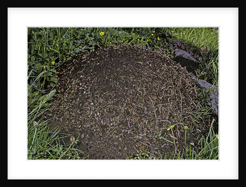 Formica rufa (red wood ant) - dome-shaped nest by Anonymous