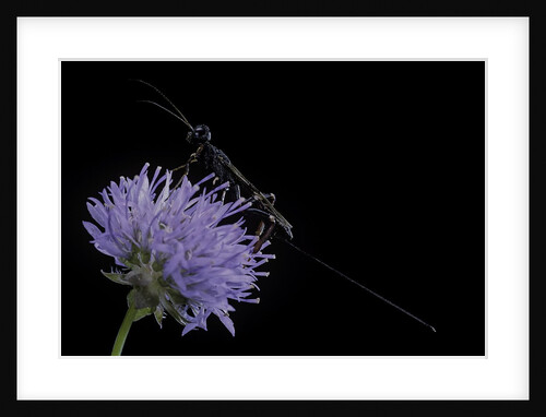 Gasteruption jaculator (parasitic wasp) by Anonymous