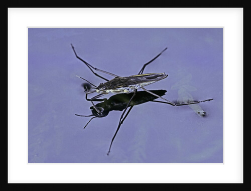 Gerris lacustris (common pond skater) by Anonymous