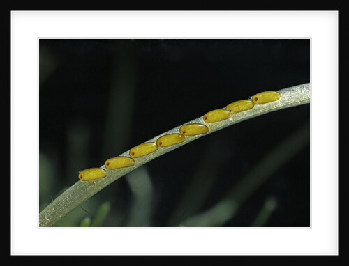 Gerris lacustris (common pond strider) - eggs on an aquatic plant by Anonymous