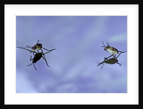 Gerris lacustris (common pond skater) - young larvae by Anonymous