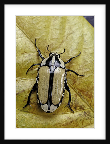 Gnathocera bilineata (flower beetle) by Anonymous