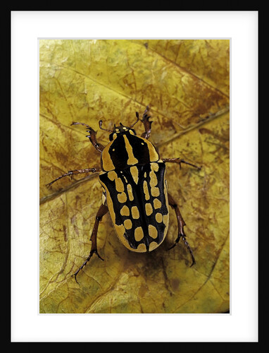 Gnathocera impressa (flower beetle) by Anonymous