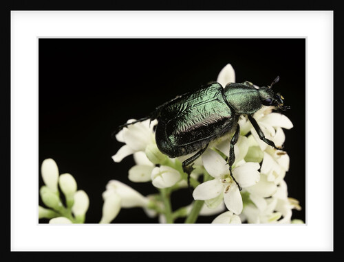 Gnorimus nobilis (noble chafer) by Anonymous