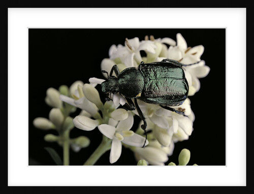 Gnorimus nobilis (noble chafer) by Anonymous