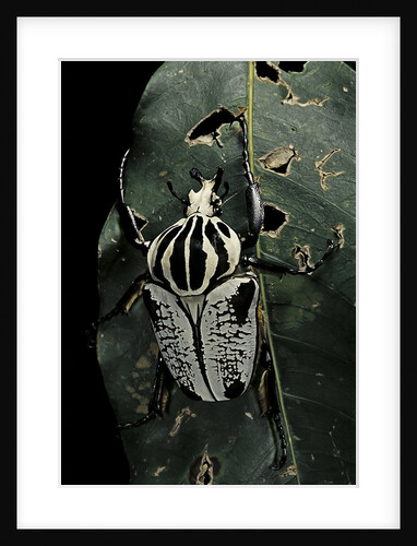 Goliathus atlas (goliath beetle) by Anonymous