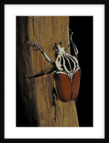 Goliathus goliatus (goliath beetle) by Anonymous