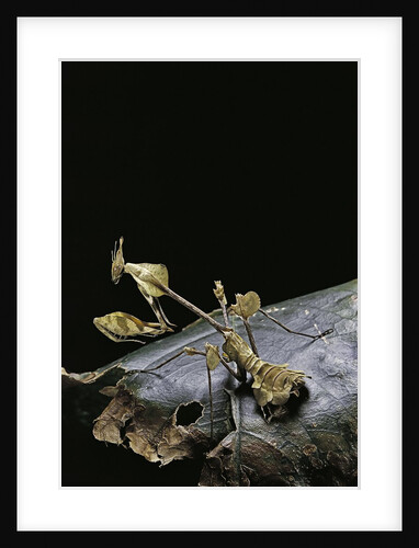 Gongylus gongylodes (wandering violin mantis) by Anonymous