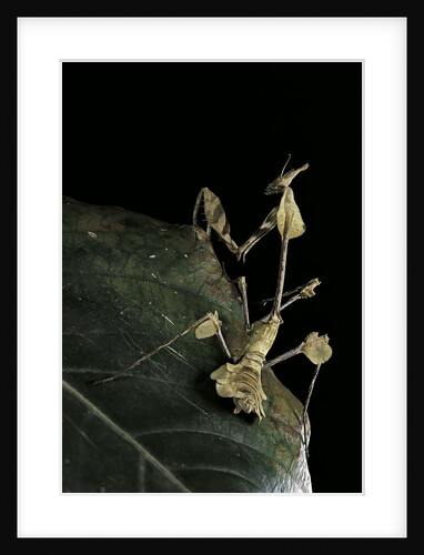Gongylus gongylodes (wandering violin mantis) by Anonymous