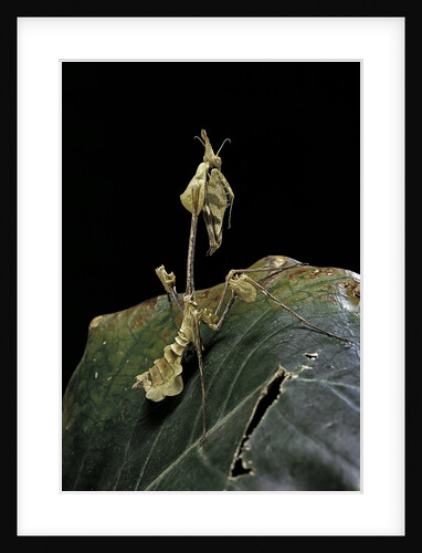 Gongylus gongylodes (wandering violin mantis) by Anonymous