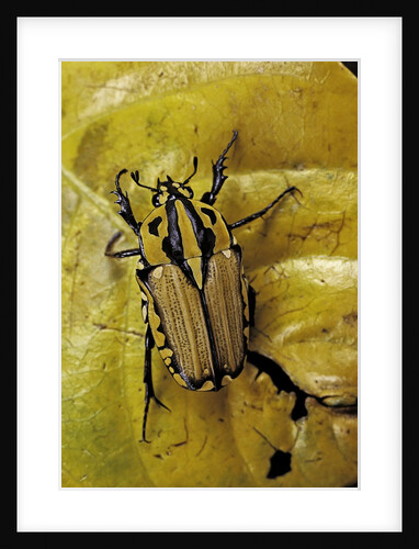 Gnathocera triviattata triviattata (flower beetle) by Anonymous