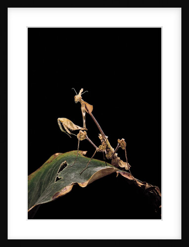 Gongylus gongylodes (wandering violin mantis) by Anonymous