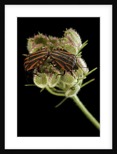 Graphosoma lineatum (striped shield bug ) - mating by Anonymous