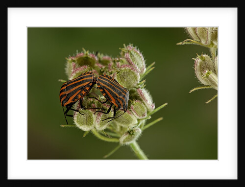 Graphosoma lineatum (striped shield bug ) - mating by Anonymous