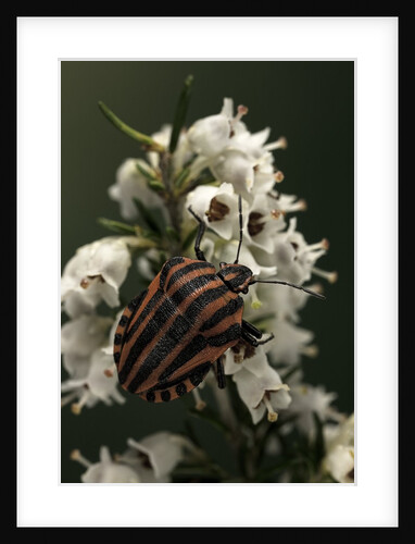 Graphosoma lineatum (striped shield bug ) by Anonymous