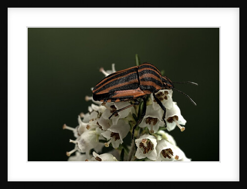 Graphosoma lineatum (striped shield bug ) by Anonymous