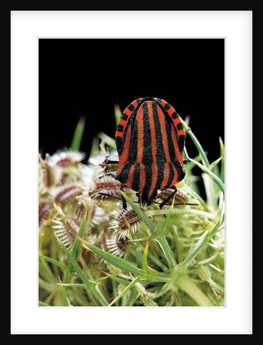 Graphosoma lineatum (striped shield bug ) by Anonymous
