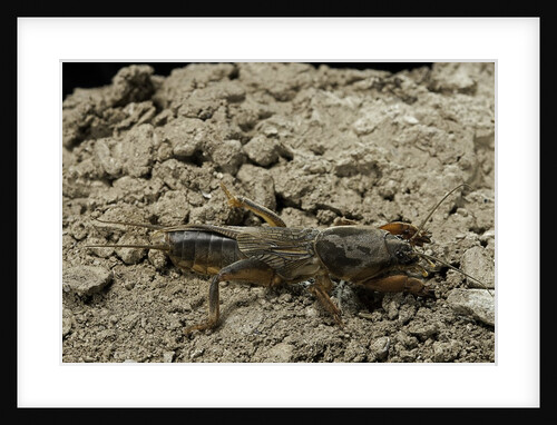 Gryllotalpa gryllotalpa (European mole cricket) by Anonymous