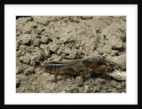 Gryllotalpa gryllotalpa (European mole cricket) by Anonymous