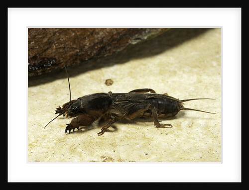 Gryllotalpa gryllotalpa (European mole cricket) by Anonymous